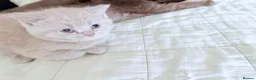 British Shorthair cats for sale: Brown and lilac British Short hair - Advert 10