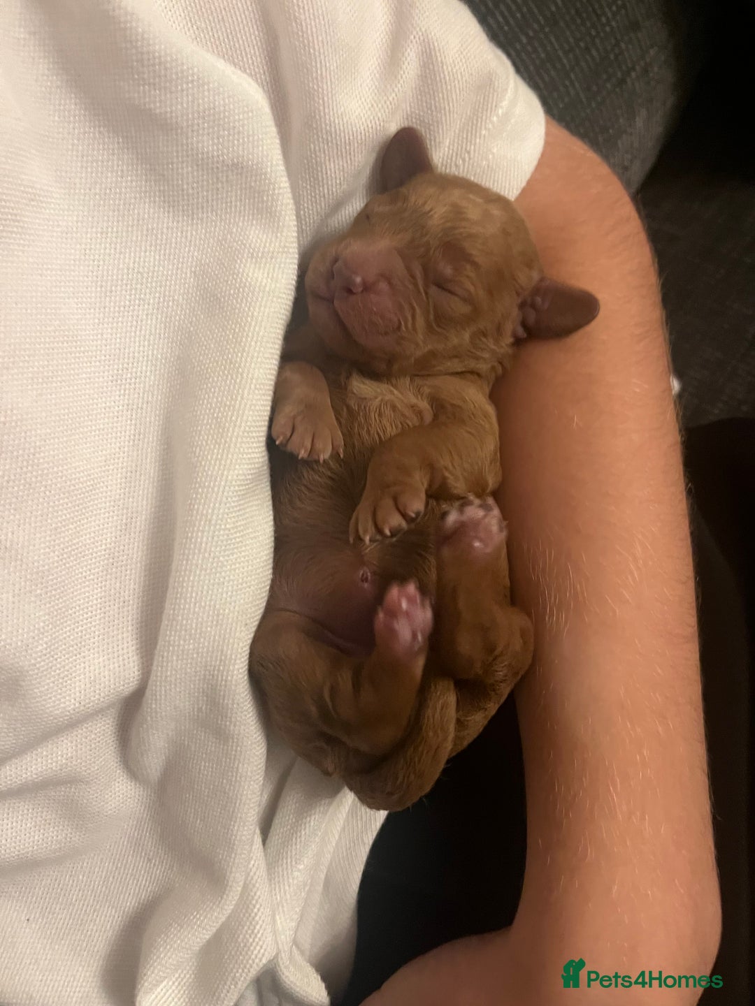 Cockapoo dogs for sale: cockapoo - Image 5