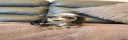 Cockapoo dogs for sale: Ready now - Gorgeous cockapoo pups - Advert 13