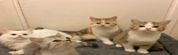 Munchkin cats for sale: Full Pedigree Munchkin Kittens - Advert 20