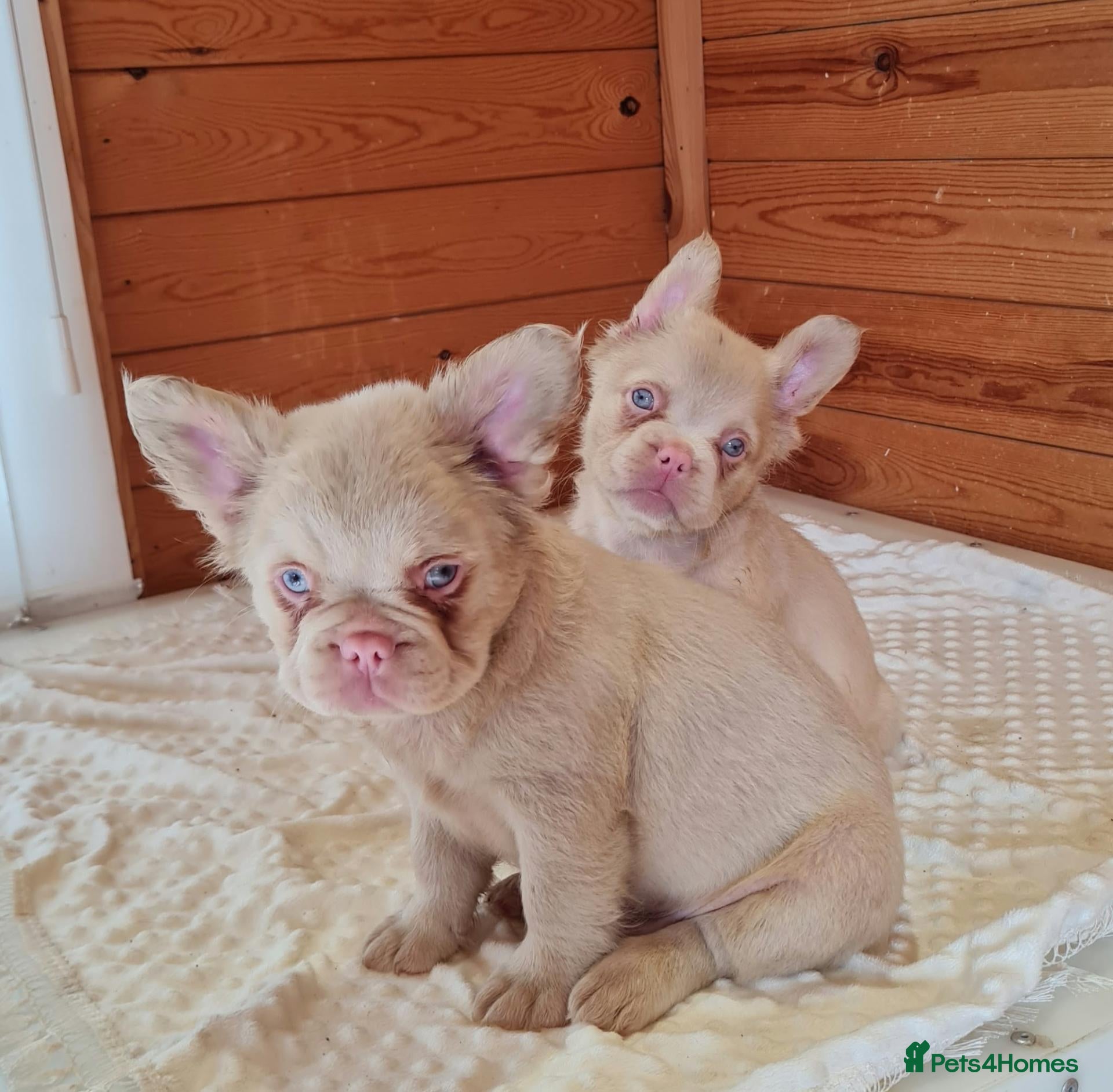 French Bulldog dogs Fluffy pink husky French bulldog  - Advert 5