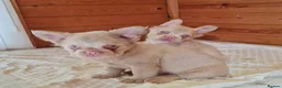 French Bulldog dogs for sale: Fluffy pink husky  **  in Stoke-on-Trent - Advert 25
