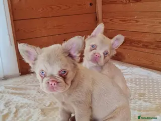 French Bulldog dogs Fluffy pink husky French bulldog - Advert 5