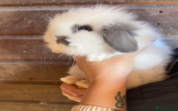 Lionhead rabbits for sale: Extra Special Lionhead Bunnies  - Image 8