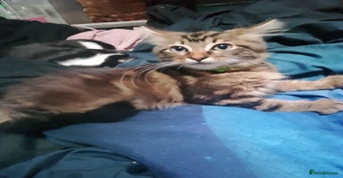 Ragdoll cats - Advert 3