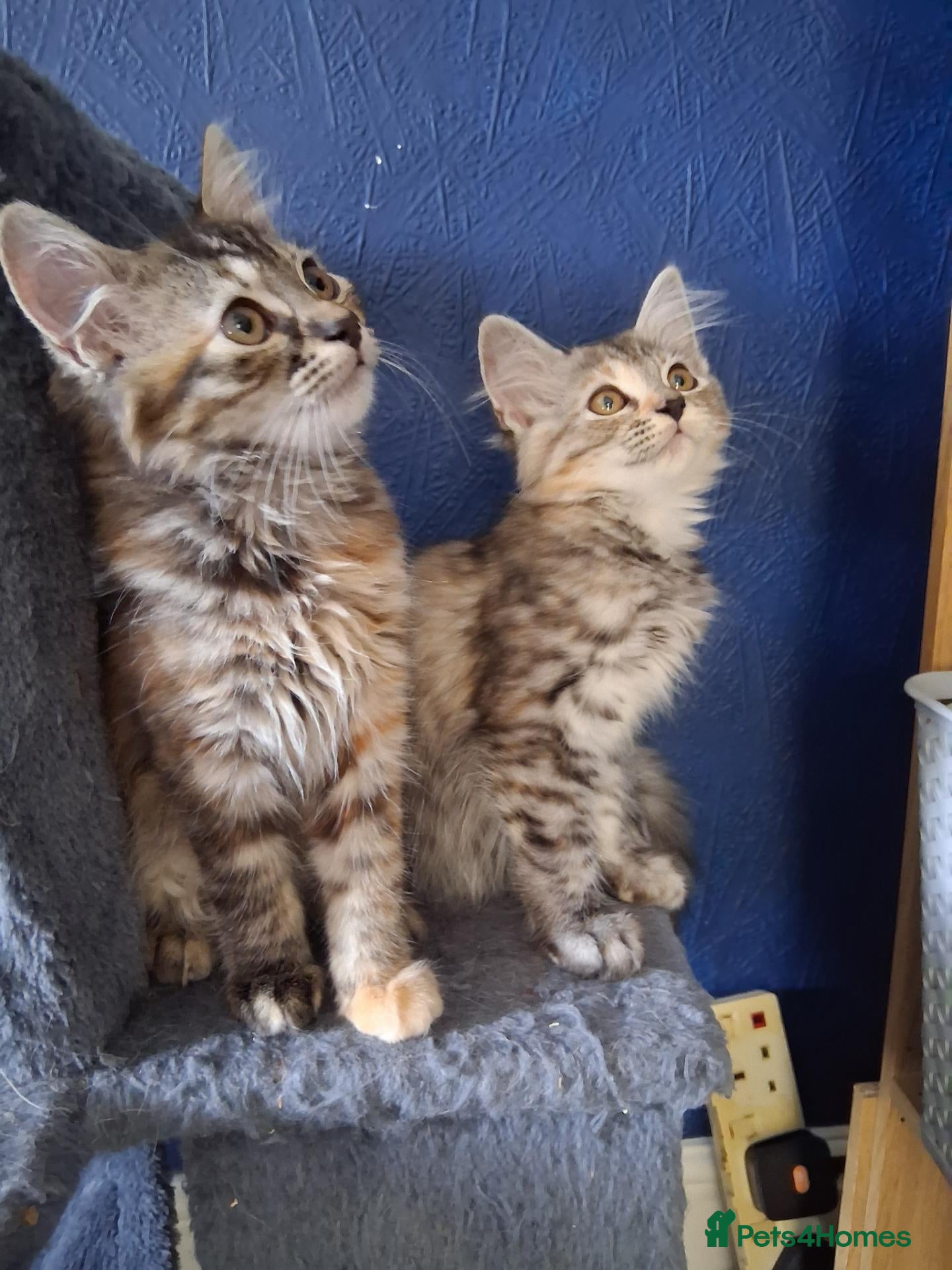 Mixed Breed cats Kittens with Forest cat features - Advert 23