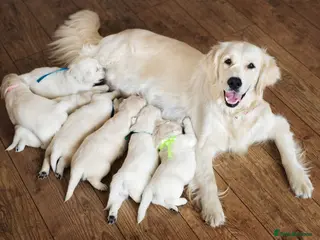 Golden Retriever dogs The sweetest Golden Retriever puppy’s - Advert 1