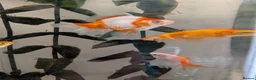 Fancy Goldfish fish for sale: 4 Fancy Goldfish for sale - Advert 10