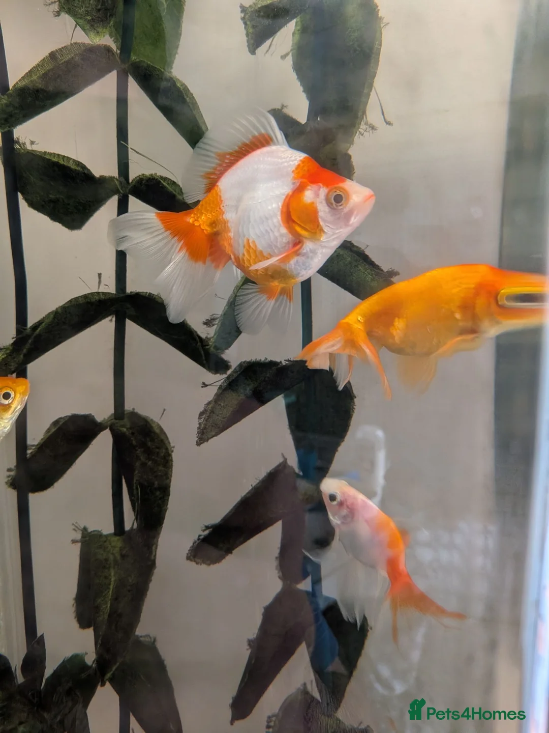 Fancy Goldfish fish for sale: 4 Fancy Goldfish for sale - Advert 10
