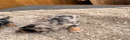 Jackshund dogs for sale: Jackshund puppys in Evesham - Advert 5