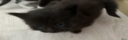 British Shorthair cats for sale: Kittens x4 - Advert 7