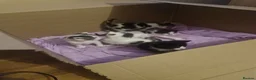 Mixed Breed cats for sale: Kittens for sale - Advert 12