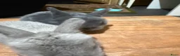 Mini Lop rabbits for sale: Pure Bred Mini Lop Rabbits. 1 blue+ 3 grey/white. - Advert 5