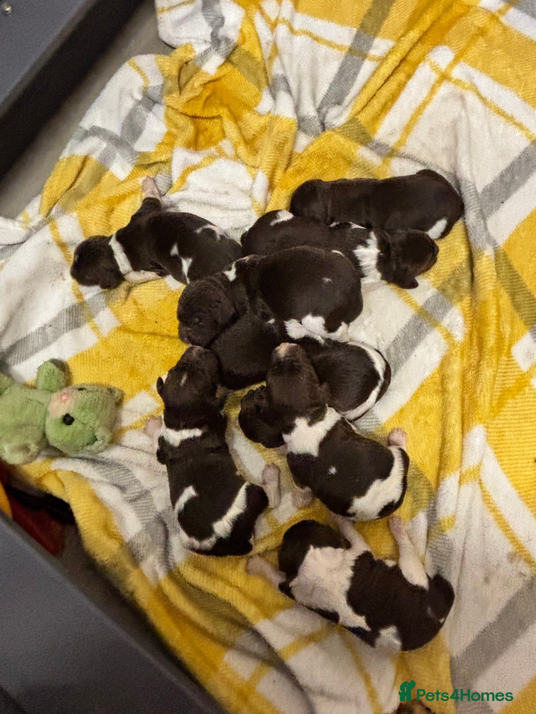 English Springer Spaniel dogs for sale: Springer spaniel Puppies  - Advert 9