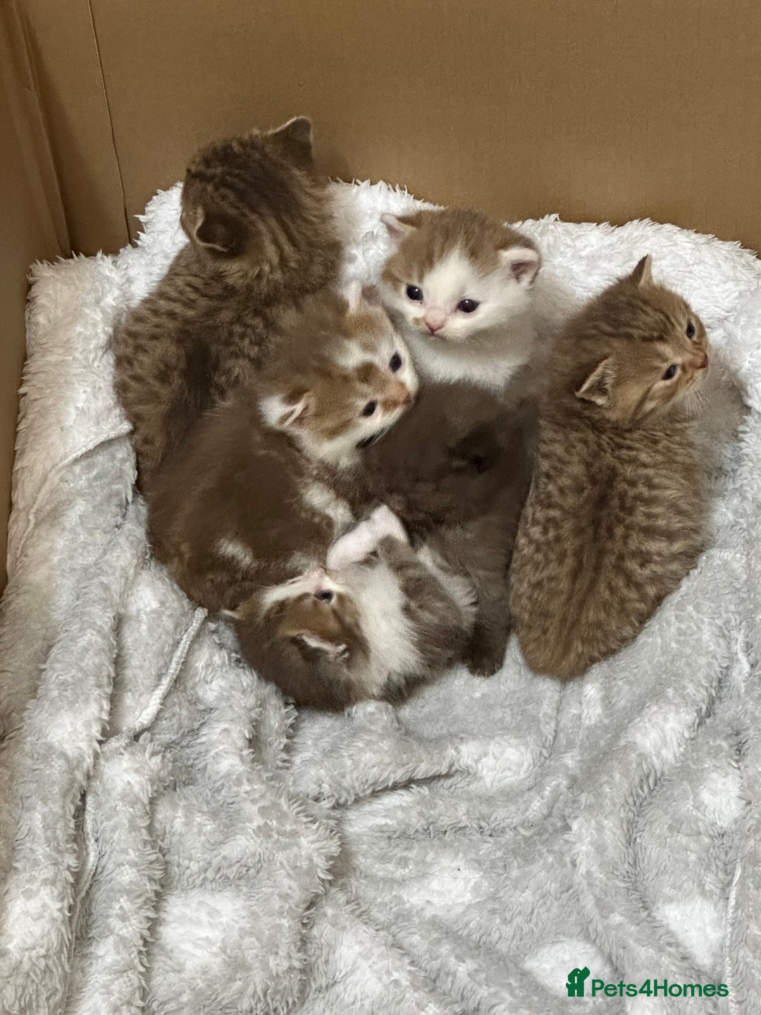 British Shorthair cats for sale: Kittens British shorthair mixed  - Image 7