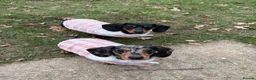 Miniature Dachshund dogs for sale: 10 Month old dapple for sale - Advert 5