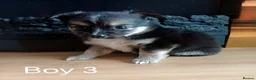 Pomchi dogs for sale: Pomchi puppies for sale - Advert 6