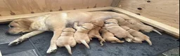 Labrador Retriever dogs for sale: Gorgeous KC Registered Labrador puppies - Advert 2