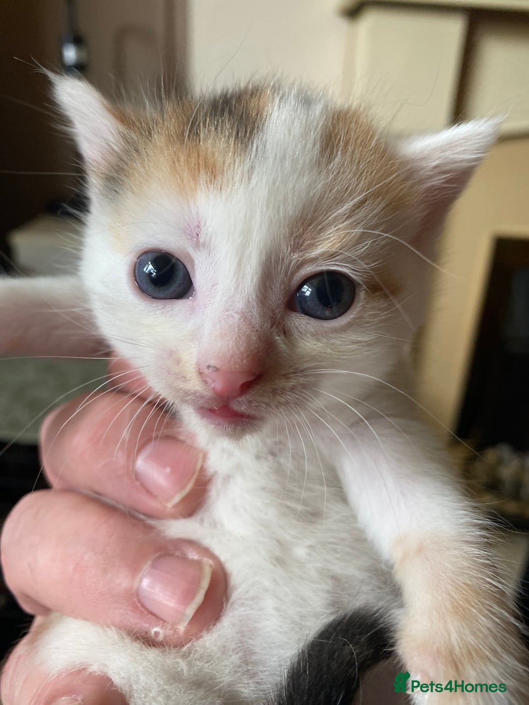 British Shorthair cats for sale: Mabel’s beautiful babies  - Image 12