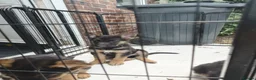 Shepsky dogs for sale: German Shepherd pups - Advert 9