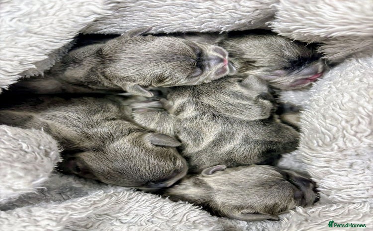 French Bulldog dogs - Advert 2