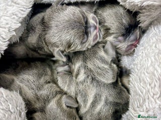 French Bulldog dogs - Advert 8