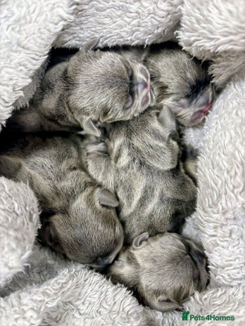 French Bulldog dogs - Advert 2