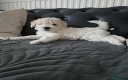 Maltese dogs for sale: 🐩 🏡 Beautiful maltese looking for new home 🏡🐩 - Image 7