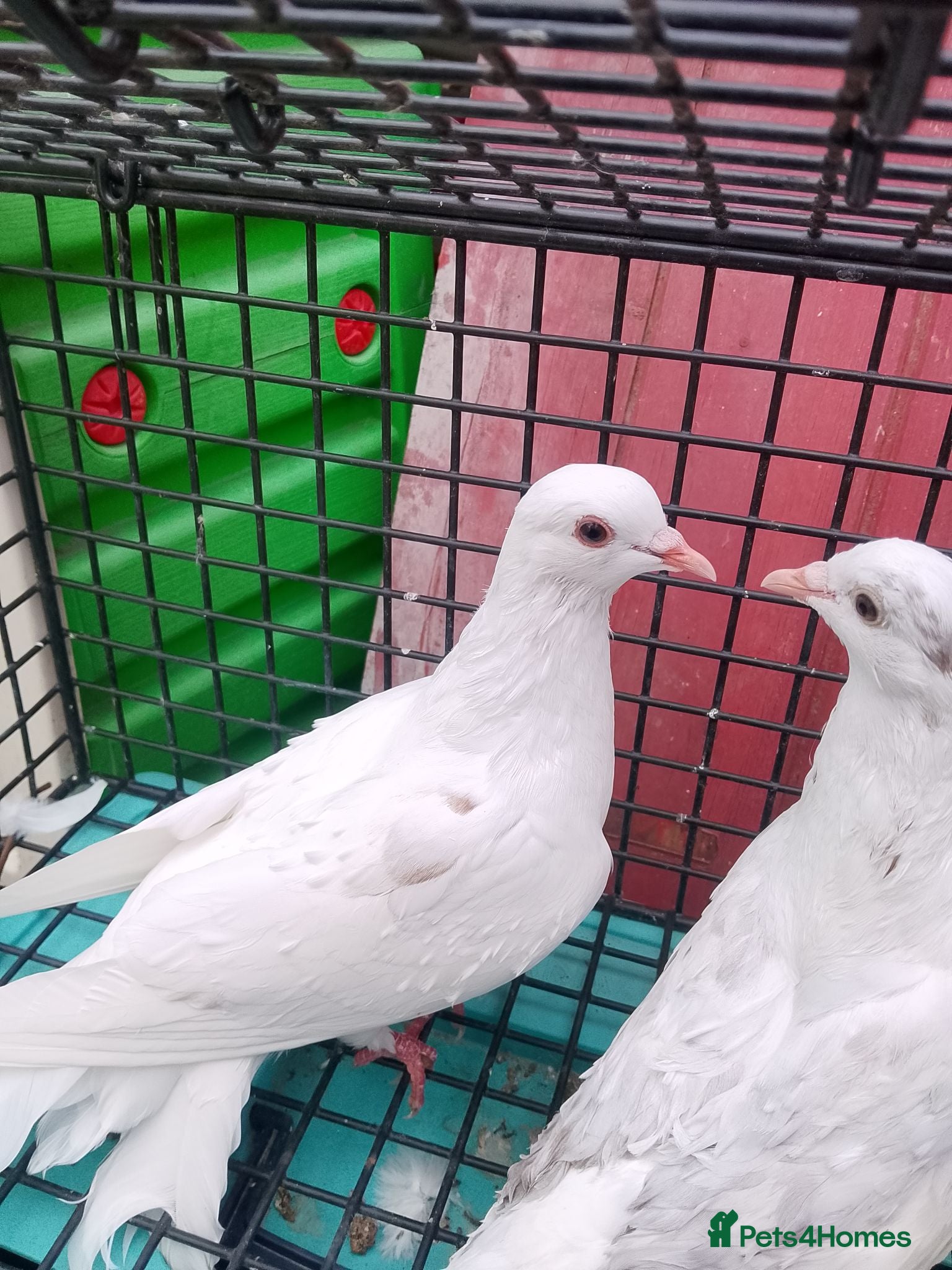 Pigeons birds Pigeon for sale - Advert 2