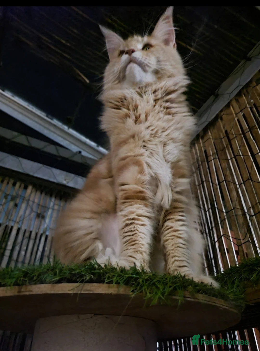 Maine Coon cats for sale: Maine Coon kittens TICA registered  - Advert 2