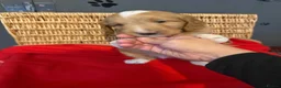 Mixed Breed dogs for sale: Goldendoodle puppies ready to go - Advert 12