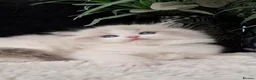Ragdoll cats for sale: 💙🐈🏆✨️Exclusive Ragdoll kittens✨️Champions lines - Advert 36