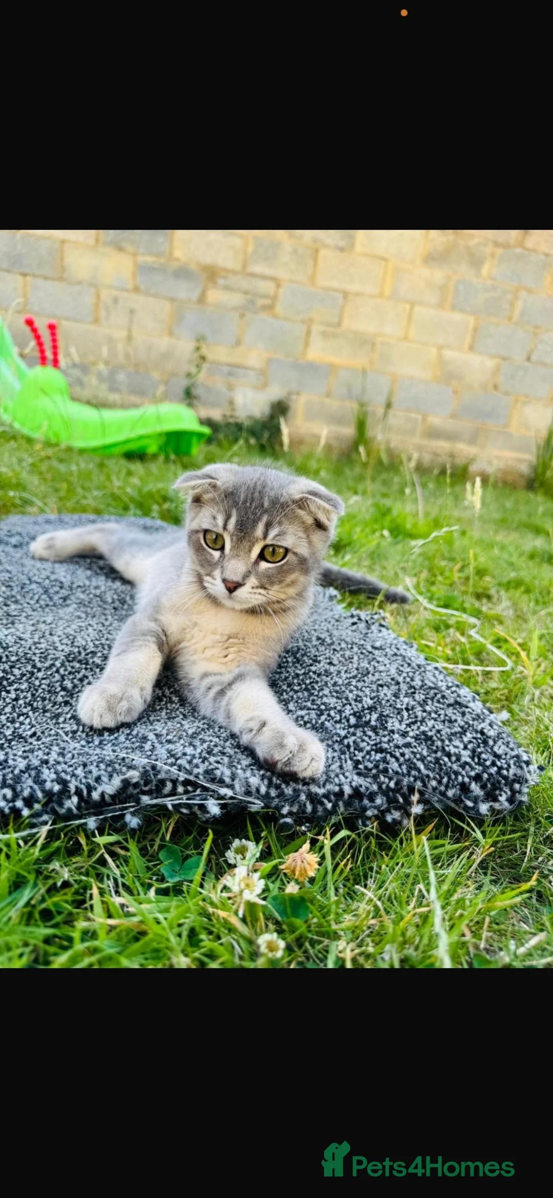 British Shorthair cats for sale: Beautiful Scottish Fold Kittens in Slough - Advert 1