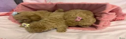 Poochon dogs for sale: Beautiful Poochon Puppies  - Advert 7