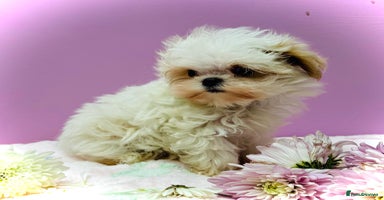 Maltipoo dogs - Advert 12
