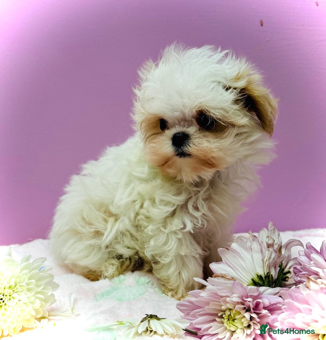 Maltipoo dogs for sale: Luxury Korean F1b maltipoos 😍🐶🐾 - Image 3