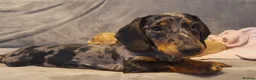 Miniature Dachshund dogs for stud: KC Chocolate dapple boy for stud very gentle. in Skegness - Advert 24
