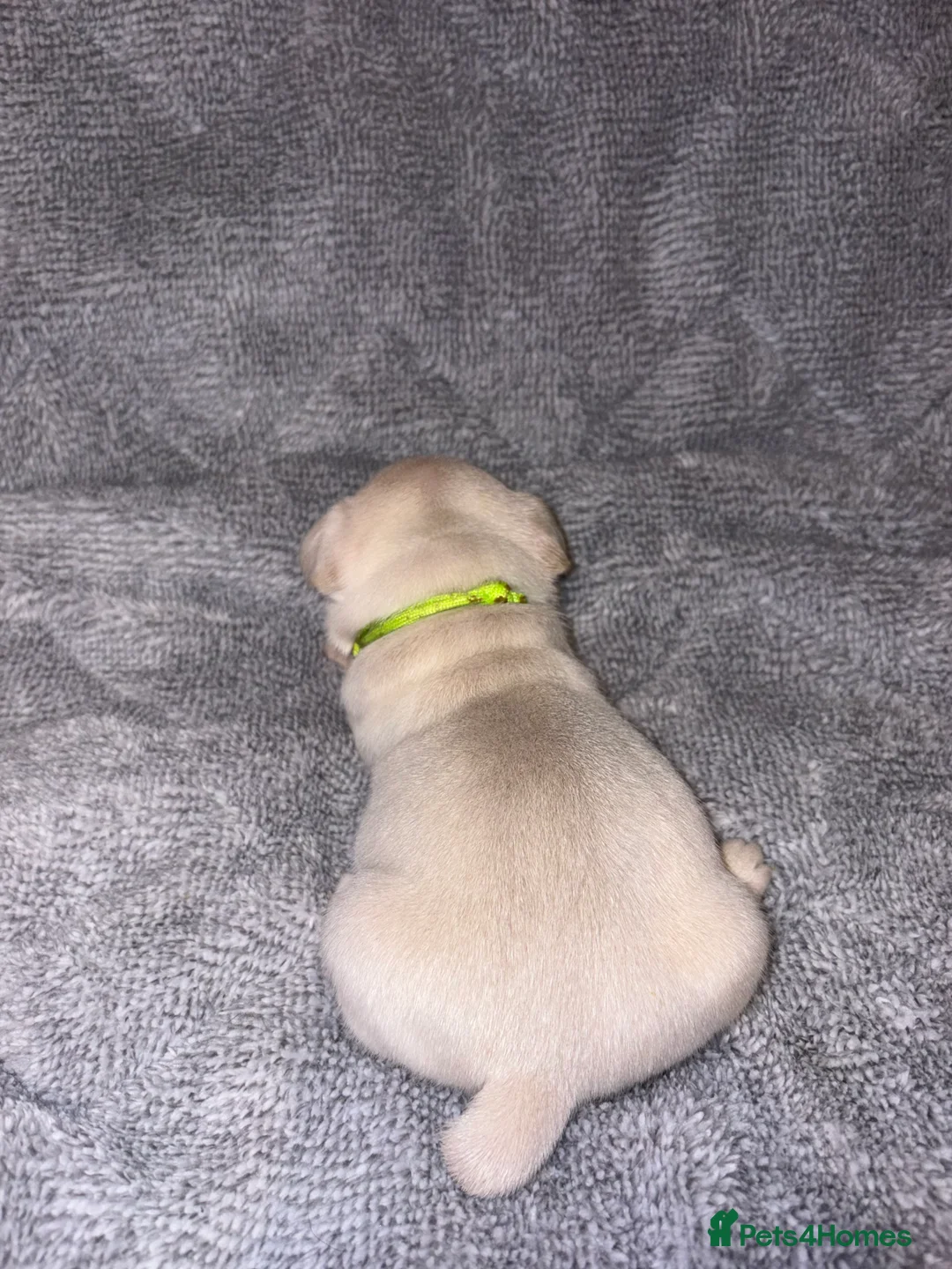 French Bulldog dogs for sale: 🐾French bulldog puppies🐾 ready end of jan - Advert 13