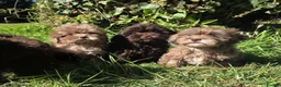 Shihpoo dogs for sale: Ready now toy shihpoos vaccinated. - Advert 6