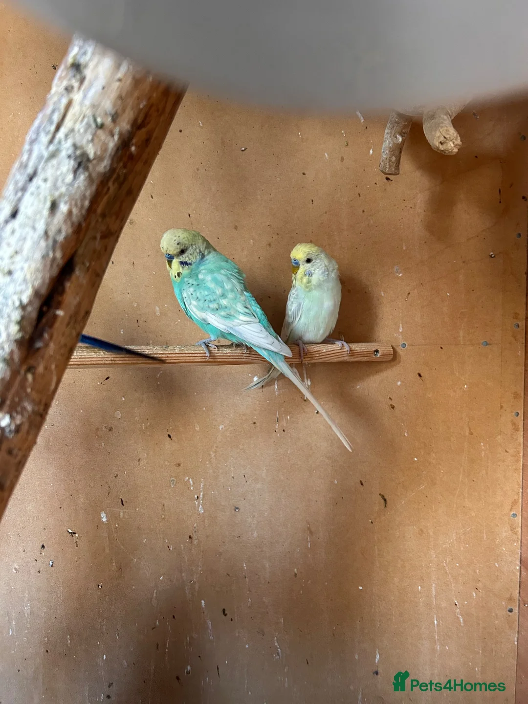 Budgerigars birds for sale: Budgies for sale  - Advert 2
