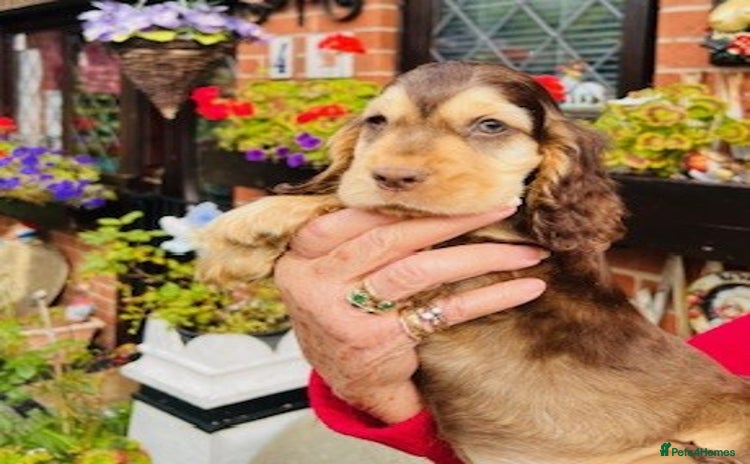 Cocker Spaniel dogs - Advert 12