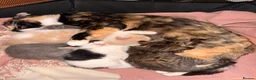 Mixed Breed cats for sale: “Caramel” Ginger and white little Girl in Norwich - Advert 2