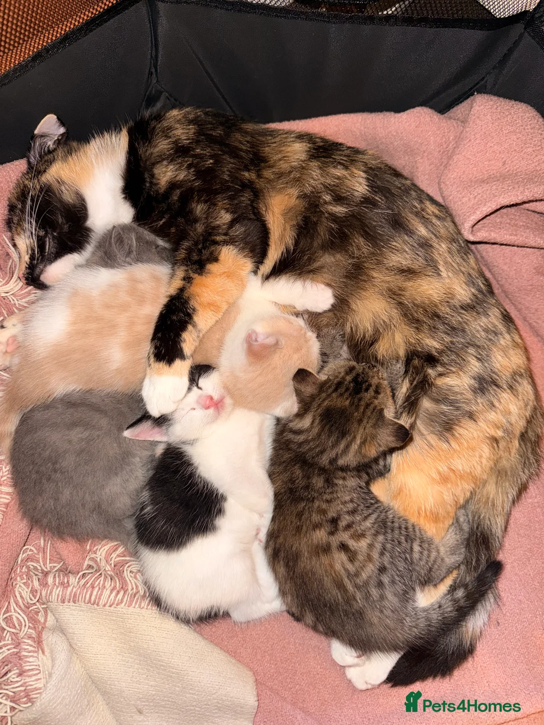 Mixed Breed cats for sale: “Caramel” Ginger and white little Girl in Norwich - Advert 2