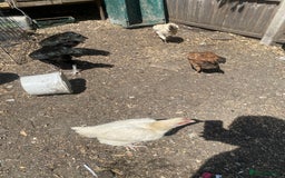 Chickens poultry for sale: Aseel cross cockerel, aseel hens & shamo hen in London - Image 8