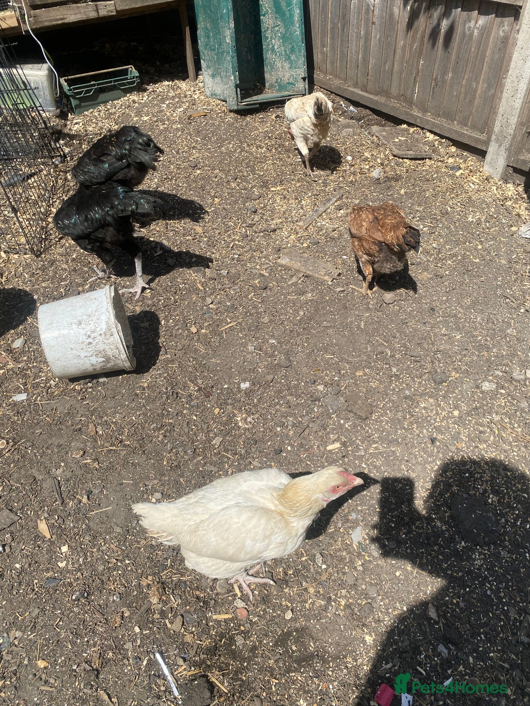 Chickens poultry for sale: Aseel cross cockerel, aseel hens & shamo hen in London - Image 8
