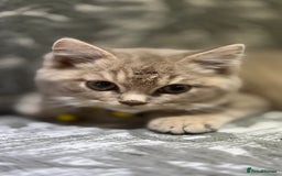 Brazilian Shorthair cats for sale: British shorthairs kittens - Advert 23