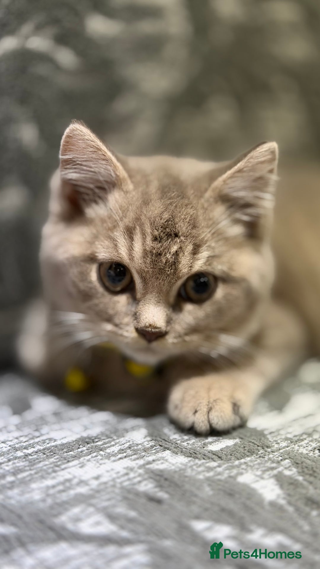 Brazilian Shorthair cats for sale: British shorthairs kittens - Advert 23