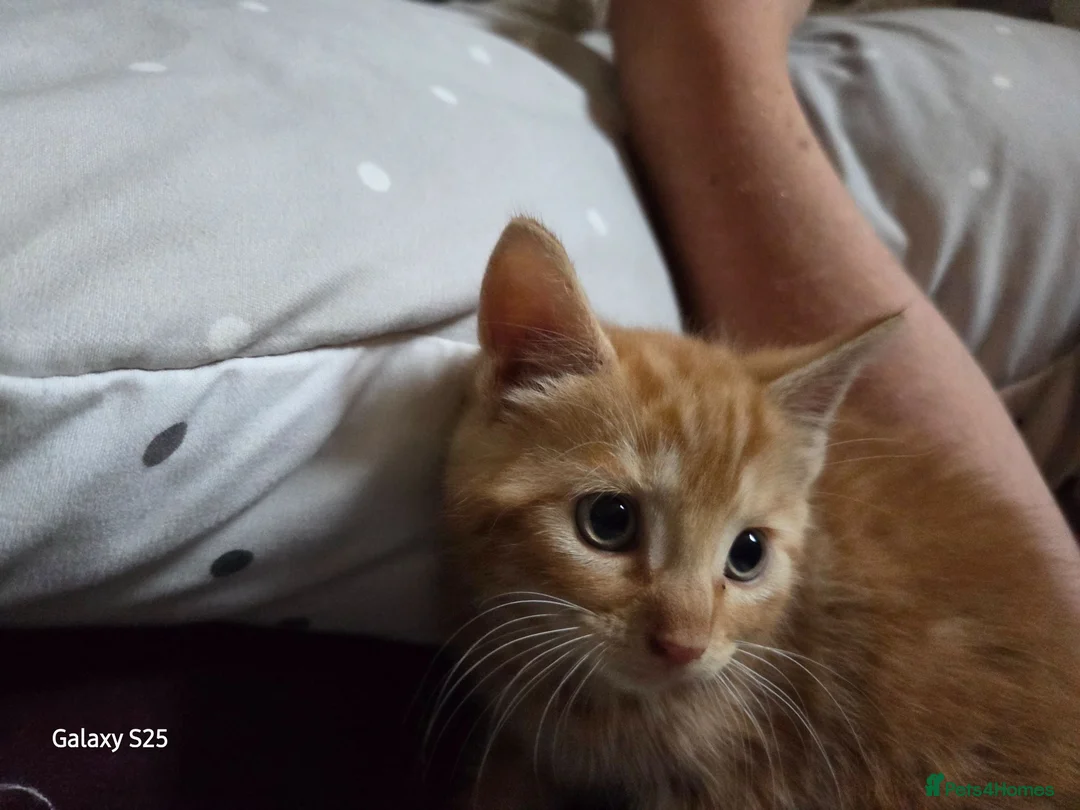 Mixed Breed cats for sale: 3 ginger kittens - Advert 12
