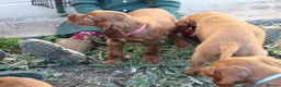 Irish Setter dogs for sale: Adorable lovable irish Setter puppies  - Advert 14