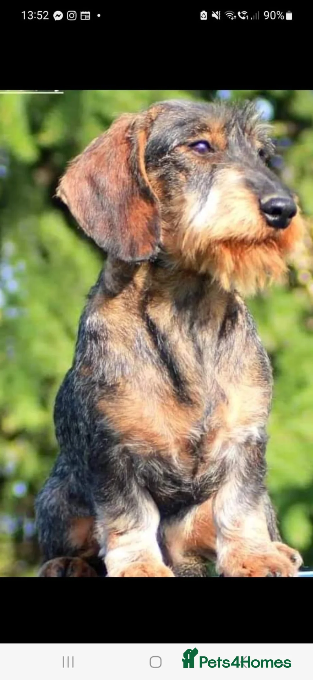 Dachshund dogs for sale: Standard Wire Haired Dacshund (Teckel) in Carnforth - Advert 7